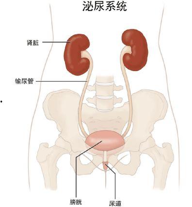 膀胱照片,透视人体泌尿健康